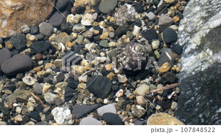 澄んだ海水の岩場を徘徊するヤドカリ 107848522