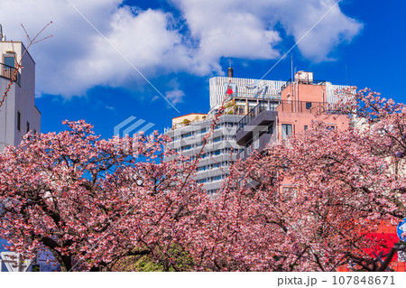 （静岡県）日本で最も早咲き・熱海市糸川のあたみ桜 107848671