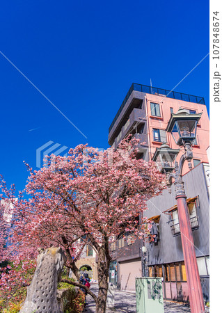 （静岡県）日本で最も早咲き・熱海市糸川のあたみ桜 107848674