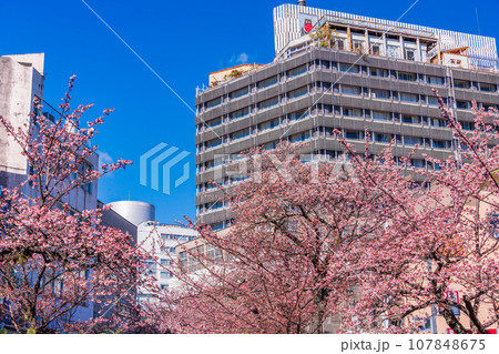 (静岡県)日本で最も早咲き・熱海市糸川のあたみ桜 (静岡県)日本で最も早咲き・熱海市糸川のあたみ桜 107848675