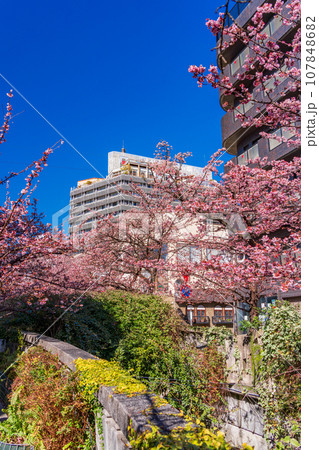 （静岡県）日本で最も早咲き・熱海市糸川のあたみ桜 107848682