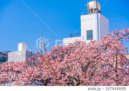 （静岡県）日本で最も早咲き・熱海市糸川のあたみ桜 107848689