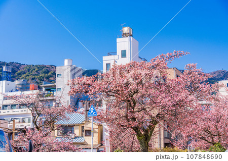 （静岡県）日本で最も早咲き・熱海市糸川のあたみ桜 107848690