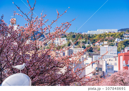 (静岡県)日本で最も早咲き・熱海市糸川のあたみ桜 (静岡県)日本で最も早咲き・熱海市糸川のあたみ桜 107848691