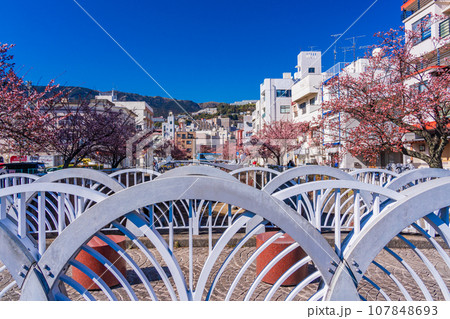 (静岡県)日本で最も早咲き・熱海市糸川のあたみ桜 (静岡県)日本で最も早咲き・熱海市糸川のあたみ桜 107848693