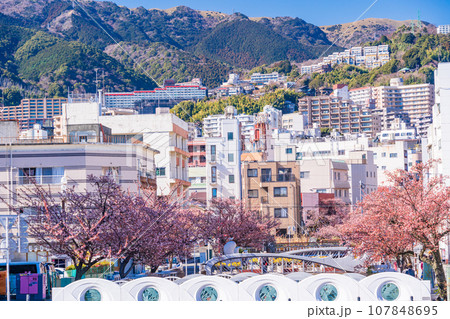 （静岡県）日本で最も早咲き・熱海市糸川のあたみ桜 107848695