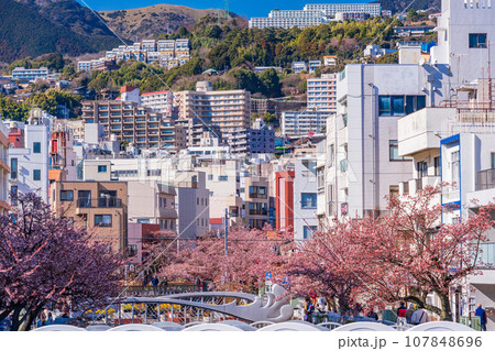 （静岡県）日本で最も早咲き・熱海市糸川のあたみ桜 107848696