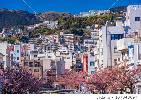 （静岡県）日本で最も早咲き・熱海市糸川のあたみ桜 107848697