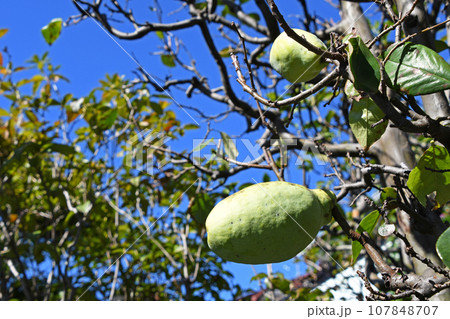 カリン（花梨） 107848707