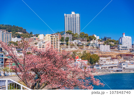 （静岡県）日本で最も早咲き・熱海親水公園のあたみ桜 107848740