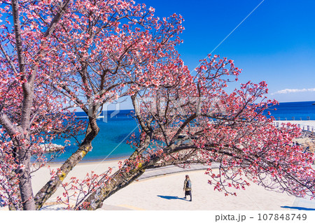 （静岡県）日本で最も早咲き・熱海親水公園のあたみ桜 107848749