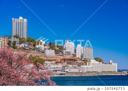 （静岡県）日本で最も早咲き・熱海親水公園のあたみ桜 107848753