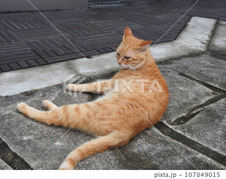 猫　路上に寝転ぶ猫　野良猫 107849015
