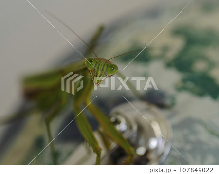地球儀の上でカメラ目線のカマキリくん 107849022
