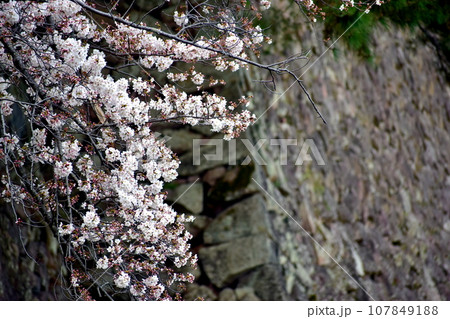 島根 松江 松江城 桜 春 花見 島根 松江 松江城 桜 春 花見 107849188