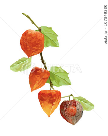 ほおずき（赤袋①）枝葉実付き 107849280