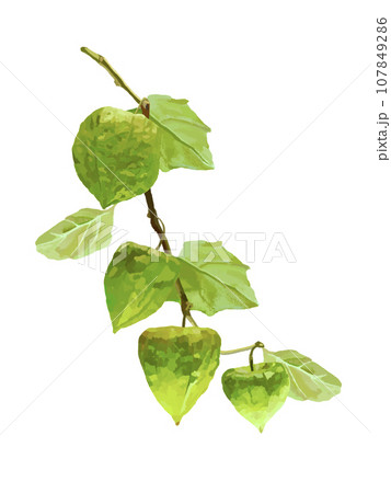 ほおづき（緑袋）枝葉実付き 107849286