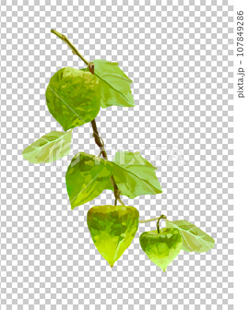 ほおづき（緑袋）枝葉実付き 107849286