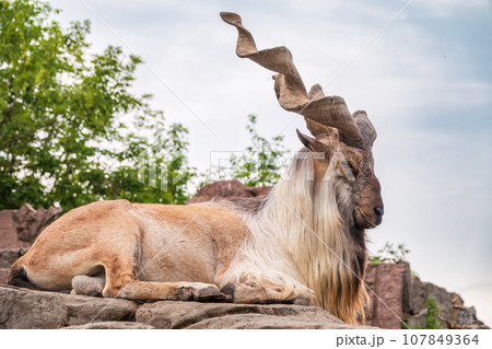 Markhor, Capra falconeri, wild goat native to Central Asia, Karakoram and the Himalayas standing on rock on blue sky background 107849364