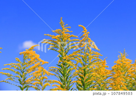 群生する背高泡立草（セイタカアワダチソウ） 107849503