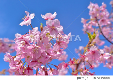 山口 萩 親水公園 河津桜 親水公園河津桜 春 山口 萩 親水公園 河津桜 親水公園河津桜 春 107849666