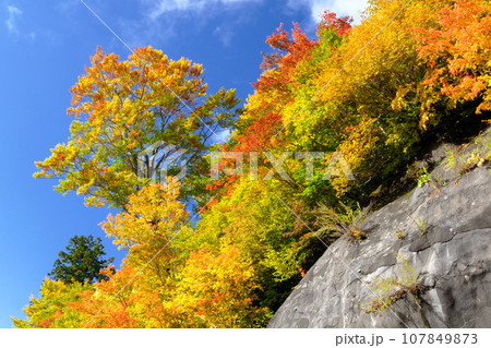 白山白川郷ホワイトロードの紅葉 107849873