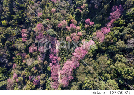 Top view Aerial view of pink cherry blossom trees on mountains. Top view Aerial view of pink cherry blossom trees on mountains. 107850027