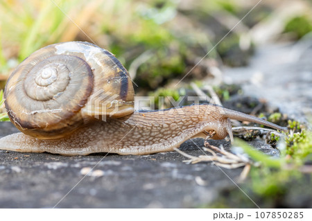 カタツムリ（ナミマイマイ） 107850285