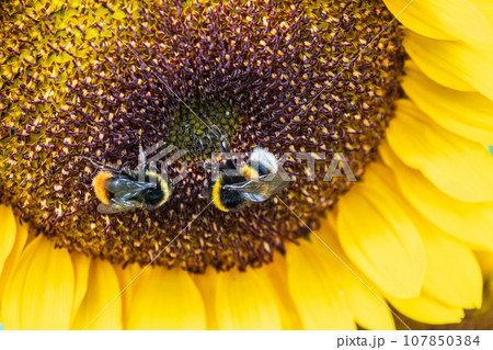 Close-up image of a bumblebee on a sunflower, flower pollen on a bee, no people, macro photography Close-up image of a bumblebee on a sunflower, flower pollen on a bee, no people, macro photography 107850384