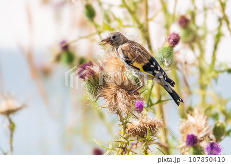 European goldfinch with juvenile plumage, feeding on the seeds of thistles. Carduelis carduelis. European goldfinch with juvenile plumage, feeding on the seeds of thistles. Carduelis carduelis. 107850410