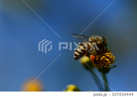 花の蜜を吸うミツバチ 花の蜜を吸うミツバチ 107850444