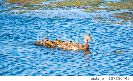 A family of ducks, a duck and its little ducklings are swimming in the water. The duck takes care of its newborn ducklings. Mallard, lat. Anas platyrhynchos 107850445