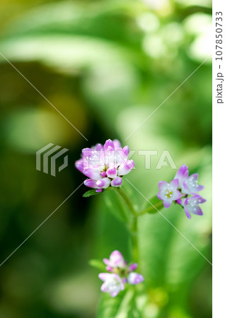 信濃川・やすらぎ堤の溝蕎麦(みぞそば) 信濃川・やすらぎ堤の溝蕎麦(みぞそば) 107850733