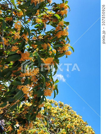 キンモクセイの香り キンモクセイの香り 107850926