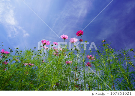 早朝の秋空・フレッシュなコスモスをローアングルで見上げる 107851021