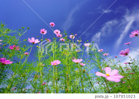 早朝の秋空・フレッシュなコスモスをローアングルで見上げる 107851023