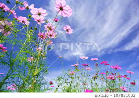 早朝の秋空・フレッシュなコスモスをローアングルで見上げる 107851032