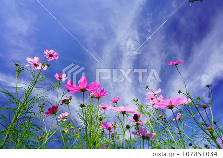 早朝の秋空・フレッシュなコスモスをローアングルで見上げる 107851034