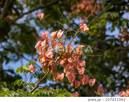 袋状に実ったオオモクゲンジの果実 107851062