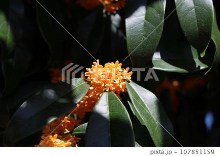 キンモクセイ 107851159