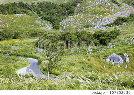 ススキが風に揺れる秋の美しい平尾台（福岡県北九州市） 107852336