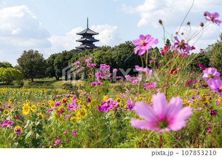 日本の岡山県総社市の備中国分寺の秋の美しい風景 107853210