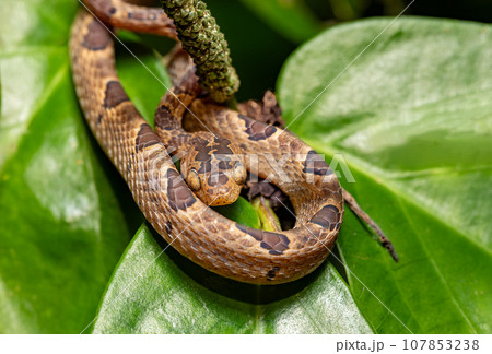 Small-spotted Cat-eyed Snake, Leptodeira polysticta, Tortuguero, Costa Rica 107853238