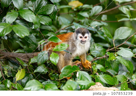 Central American squirrel monkey, Saimiri oerstedii, Quepos, Costa Rica wildlife Central American squirrel monkey, Saimiri oerstedii, Quepos, Costa Rica wildlife 107853239