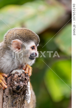 Central American squirrel monkey, Saimiri oerstedii, Quepos, Costa Rica wildlife 107853240