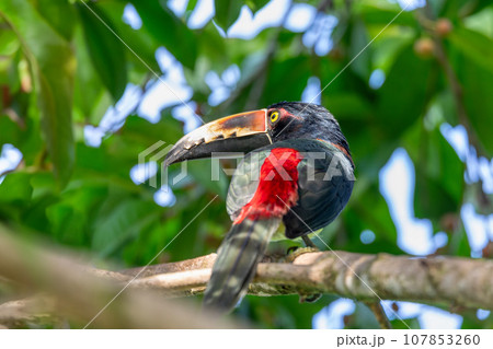 Collared aracari, Pteroglossus torquatus. Bird in the toucan family. Tortuguero, Wildlife and birdwatching in Costa Rica. 107853260