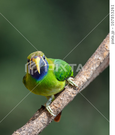 Emerald toucanet (Aulacorhynchus prasinus), San Gerardo, Costa Rica 107853261