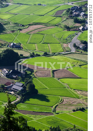 田園風景　夏　稲　三河内の棚田　三つ子山からの眺望 107853712