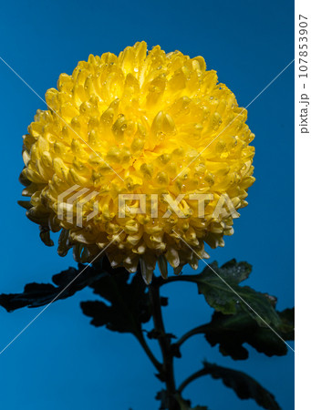 Yellow chrysanthemum on a blue background 107853907