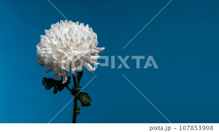 White chrysanthemum on a blue background 107853908